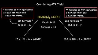 Quick Formula Calculating ATP Yield From Beta Oxidation of Even Numbered Saturated Fatty Acids [upl. by Artapoelc537]