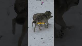 Adorable Facts About Wolves You Didnt Know Wolves Wildlife AnimalBehavior NatureLovers [upl. by Meeker]