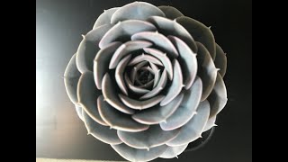 Echeveria Collection and Tips for Care and Propagation [upl. by Kilam]