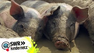 Wieso quieken Schweine  OLIs Wilde Welt  SWR Kindernetz [upl. by Stout]