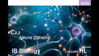 IB Bio 2025 C22 Neural Signaling HL Note ib ibbiology biology neuroscience [upl. by Nairim]