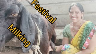 Festival milking [upl. by Krug]