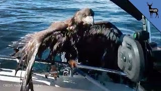 Drowning Bald Eagle Rescued by Fisherman [upl. by Kapeed]