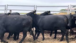 Oakbank PTIC Angus amp Angus x Cows [upl. by Herwig523]