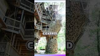 The Worlds Largest Treehouse [upl. by Enieledam]