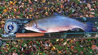 ROCKBOURNE TROUT FISHERY Chasing Spartic Trout [upl. by Dagney]