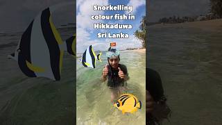 Snorkeling Hikkaduwa Sri Lanka 🇱🇰 snorkelinghikkacolourfish [upl. by Plume]