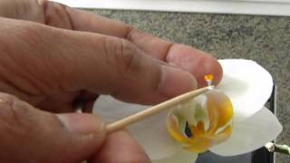 How to Pollinate Phalaenopsis orchid [upl. by Nylasoj]