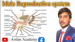 Male reproductive system  biology arslan Academy [upl. by Samoht]