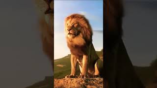 lion lionking attitude animals tiger effect simba sound roar bull loinxgeming loinie [upl. by Bigelow]