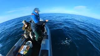 Moeraki Fishing Trip Blue Cod and a mixed bag of fish [upl. by Dene]