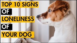 10 Signs Of Loneliness In Dogs You Should NEVER IGNORE 🐶 [upl. by Nivad954]