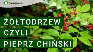 Żółtodrzew  Pieprzowiec Chiński  Odmiany Uprawa Wymagania  Zanthoxylum🌿 [upl. by Bigod]