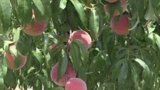 Tennessee Peaches at Forgies Fruit Farm [upl. by Jedd602]