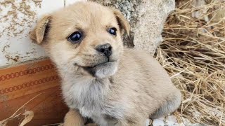 The puppy rescued in the broken house was abandoned by his mother He was too timid and barked [upl. by Nahtanaj]