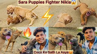 Redking K Sare Puppies Fighter Hai😱 Coco Ko Sabhi K Sath La Gye🐶Khush Hogye😍 [upl. by Cuyler]