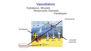 Pharmacology Online  Vasodilator [upl. by Gaston4]