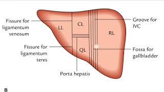 Liver part 2  Anatomical amp Physiological lobes [upl. by Shari254]