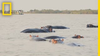 Bull Shark vs Hippo  Secrets of the Bull Shark [upl. by Pearson]