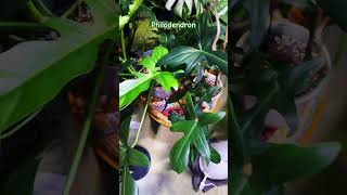 Philodendron Florida Green Dragon Mexicanum plantspam plantshort philodendronfanatic philodenron [upl. by Cleopatre30]