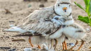 Piping Plover family at Montrose Beach early this morning [upl. by Ulysses]