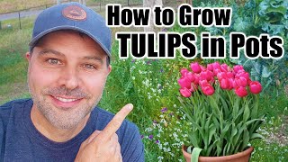 How to Grow TULIPS in Pots [upl. by Ylecara806]