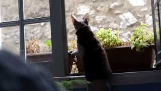 Sphynx Cat wants to catch a pigeon [upl. by Llennod865]