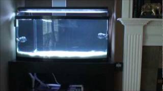 Marine Aquarium Turnover and Flow Rates Part I [upl. by Katina]