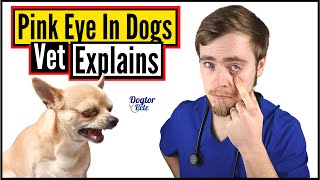 How To Treat Eye Infections In Dogs DO THIS  Vet Explains [upl. by Armahs]