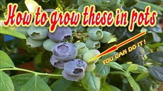 How to Grow Blueberries in Containers Soil and Planting [upl. by Rimidalb]