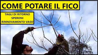 COME POTARE IL FICO tagli di ritorno e rinnovo forma di allevamento a vaso  Tutorial Giardinaggio [upl. by Ahseek930]