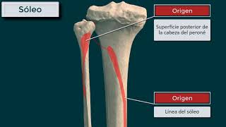 Gemelos soleo y plantar delgado forman el tríceps sural Origen inserción función e inervación [upl. by Lehcear]