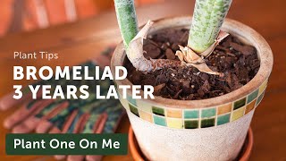 REPOTTING a BROMELIAD After 3 YEARS — Ep 251 [upl. by Nylorak980]