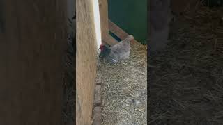 Hen laying on her eggs chicken egglaying nest farmlife farm countrylife freerangechicken tx [upl. by Kimura]