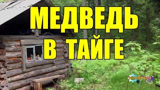 ОХОТА НА МЕДВЕДЯ  ШАТУН В БЕРЛОГЕ  ТАЙГА [upl. by Aneel225]