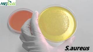 Mannitol Salt Agar [upl. by Prunella]