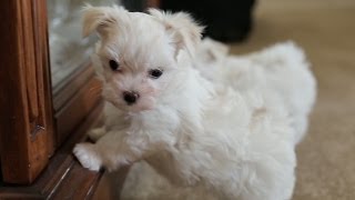 Maltese Puppy Barks At His Own Reflection [upl. by Naiva]