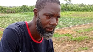 I HAVE A MASTER DEGREE NOW I PLANT WATERMELON 🍉 FOR LIVING AND IM REGRETTING IT  MyLiberianPeople [upl. by Sarkaria620]