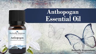 Anthopogon Essential Oil [upl. by Islehc]