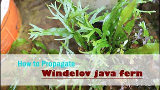 How to propagate Windelov java fern easily [upl. by Anirdna]