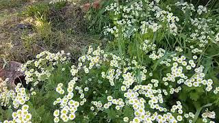 Feverfew herb identification harvesting and uses [upl. by Nnayllek]