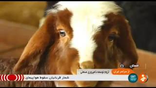 Iran Farshbaf Sheep farming amp Meat production Golestan province پرورش گوسفند و توليد گوشت گلستان [upl. by Axe]