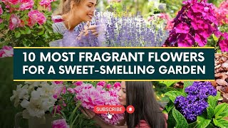 10 Most Fragrant Flowers for a Sweet Smelling Garden 🌸🌹🌺  Catchy Garden [upl. by Scheider465]