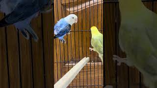 Blue Opaline split palefellow and parblue Opaline palefellow lovebirds [upl. by Finegan]