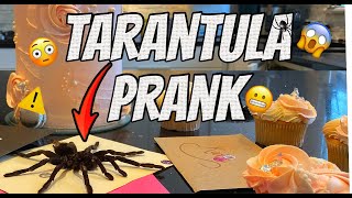 REAL TARANTULA PRANK 😱 WAR OF THE WINGROVES  EPISODE 3 [upl. by Faline]