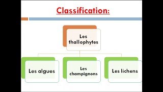 les thallophytes cours de biologie végétale [upl. by Lledualc]