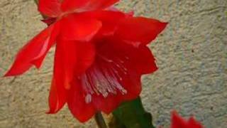 Epiphyllum 2006 [upl. by Eltsyrk]