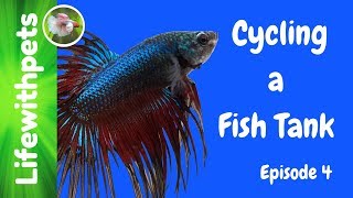 Cycling A Betta Fish Tank Episode 4 [upl. by Adiasteb975]