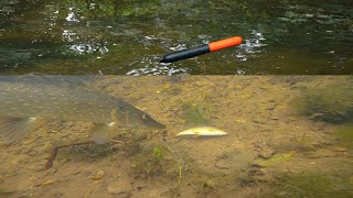 You MUST WATCH This Video If You Bait Fish For Pike [upl. by Leugar]