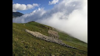 Élevage de montagne ces métiers clés du territoire pyrénéen [upl. by Faubion]